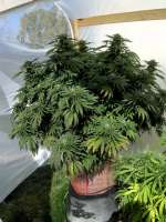 Bild von highmountaingrower (Chocolate Mint OG)