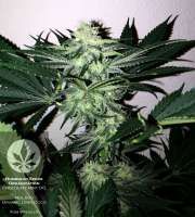 Bild von pineappleltd (Chocolate Mint OG)