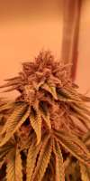 Humboldt Seed Organisation Gorilla Breath - ein Foto von MartenNL