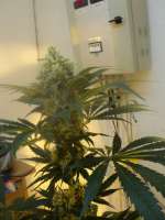 Bild von loveweed27 (OG Kush)