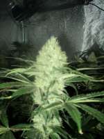 Bild von loveweed27 (OG Kush)