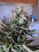 Bild von loveweed27 (OG Kush)