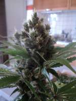 Bild von loveweed27 (OG Kush)