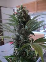 Bild von loveweed27 (OG Kush)