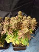 Bild von lesavoirestunearme7Z (Sour Blueberry)