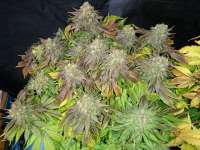 Bild von lesavoirestunearme7Z (Sour Blueberry)