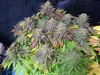 Bild von lesavoirestunearme7Z (Sour Blueberry)