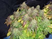 Bild von lesavoirestunearme7Z (Sour Blueberry)