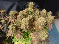 Bild von lesavoirestunearme7Z (Sour Blueberry)