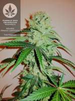 Humboldt Seed Organisation Trainwreck - ein Foto von pineappleltd