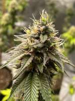 Humminbird Genetics Devil Fruit - ein Foto von ChicagoSeedCo