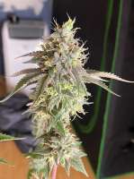 Humminbird Genetics Devil Fruit - ein Foto von ChicagoSeedCo