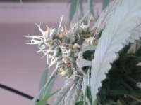 IDGSeeds Almond Joy - ein Foto von idgseeds