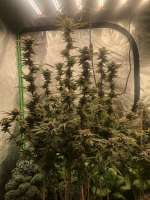 In House Genetics Black Cherry Pie - ein Foto von Mycraftcannabis