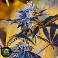 In House Genetics Double Kush Breath - ein Foto von Modoak