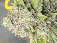 In House Genetics Jelly Breath S1 - ein Foto von WoodRooster