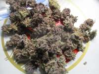 In House Genetics Jelly Breath S1 - ein Foto von purplebudlover