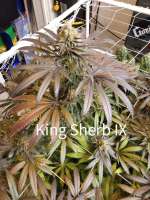 In House Genetics King Sherb - ein Foto von ripster420