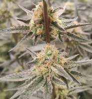 In House Genetics Sugar Cane - ein Foto von Julius