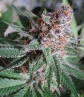 In House Genetics Sugar Cane - ein Foto von KWKKWK