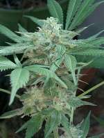 Bild von InlandValleyGenetics (Dawg Snacks)