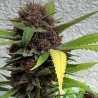 Inland Valley Genetics Melba - ein Foto von InlandValleyGenetics