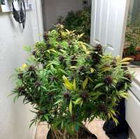 Bild von InlandValleyGenetics (Melba)