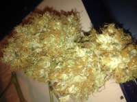 Bild von Jblack420 (Golden Goat)