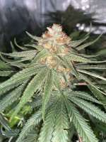 J2G Genetics Dark Jesus - ein Foto von DrgNYC