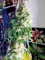 Jamaica Seeds Santa Muerte - ein Foto von fragkilla