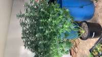 Jungle Boys Florida Oranges - ein Foto von Keepgrowing123