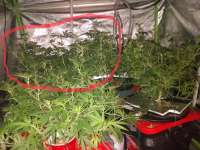 Bild von Jeri1083 [Platinum Gorilla Cookies]