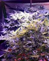 Bild von Jeri1083 [Platinum Gorilla Cookies]