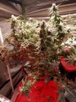 Bild von Jeri1083 [Platinum Gorilla Cookies]