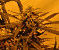 Bild von growgreen [KC 45]