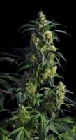 Bild von SativaFred (Domina Haze)