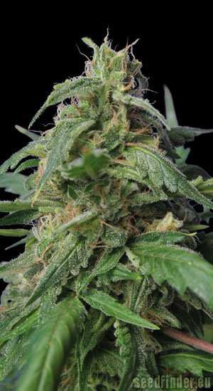 Kannabia Seeds Dr. Jekill