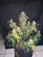 Kannabia Seeds Lemon Haze Auto - ein Foto von zoobzoob23