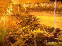 Bild von Weedpower (Mataro Blue)