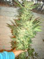 Bild von Weedpower (Mataro Blue)