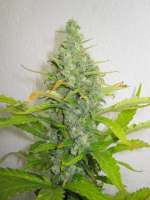 Kannabia Seeds Power Skunk - ein Foto von Xochipilli