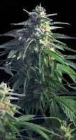 Bild von SativaFred (Power Skunk)