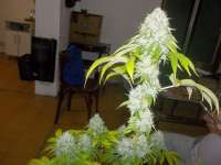 Karma Genetics Road Dawg - ein Foto von WhiteyB