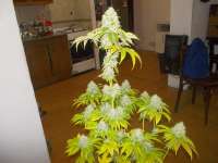 Karma Genetics Road Dawg - ein Foto von WhiteyB