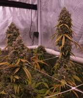 Karma Genetics Skullcap - ein Foto von Tombstonex