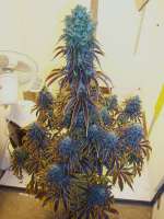 Karma Genetics Sour Jack - ein Foto von mgpawn