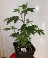 Katsu Seeds Double Dose Diesel - ein Foto von Sam1only1