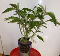 Pic for Double Dose Diesel (Katsu Seeds)