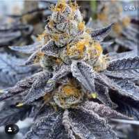 KingJayGenetics Mendolicious - ein Foto von KingJayGardens