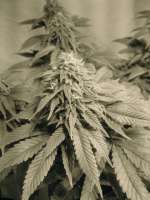 Kiwiseeds Milkyway - ein Foto von voterandsmoker